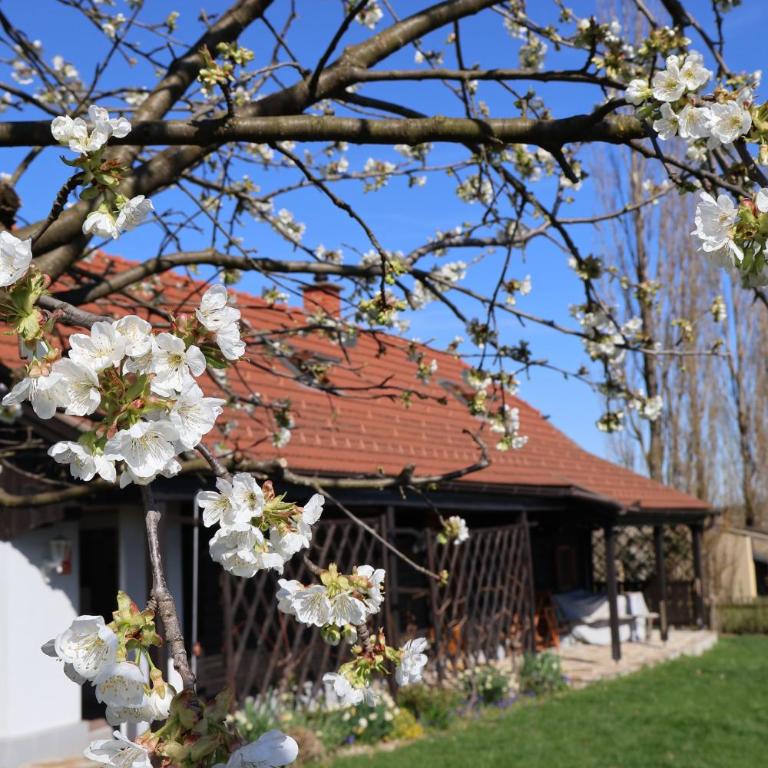 Kranach 5 - Wohnen beim Wein - Casa Vacanze - 3