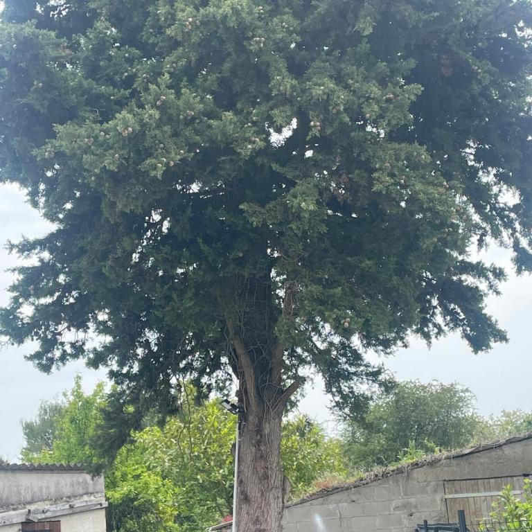 Maison le Grand Sapin 5 min du zoo de Beauval - Haus mit 2 Schlafzimmern - 36