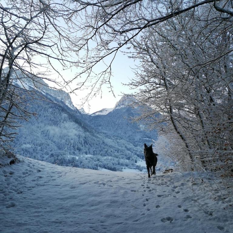 Cocon paisible de 37 m2 entre lac et montagnes - Appartement 1 Chambre avec Vue - 57