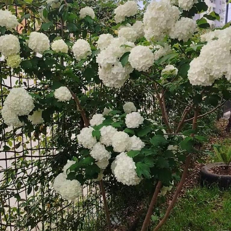 White Rose 2 - One-Bedroom Apartment - 13