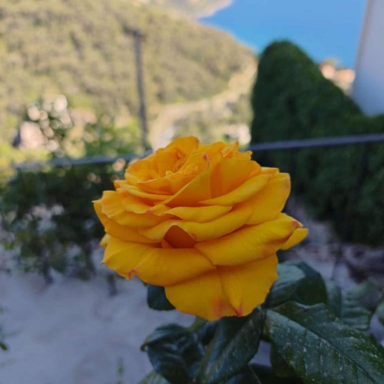 House with sea and mountain views next to Monaco - Villa 1 Chambre - 3