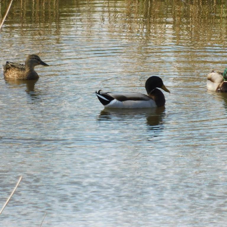 Les Geckos - Chambre Double - Vue sur Piscine - 10