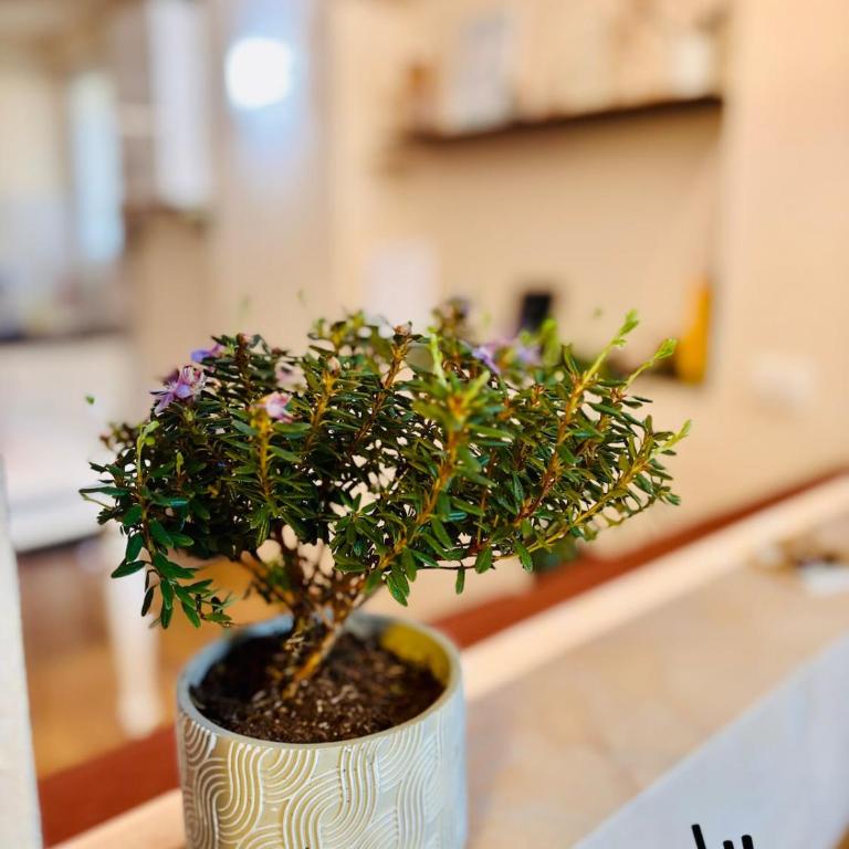 Casa di Chiara Tuscan Charm, AC, Fast WiFi & Near Center - Appartamento con 1 Camera da Letto - 16