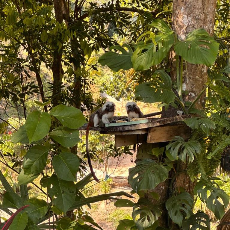 Private Jungle Cabin w-jacuzzi Near Tayrona Park - Villa de 2 dormitorios - 23