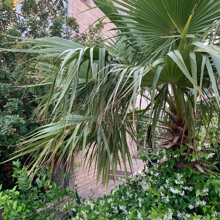 Becici Sunset with a pool - Three-Bedroom Apartment - 15