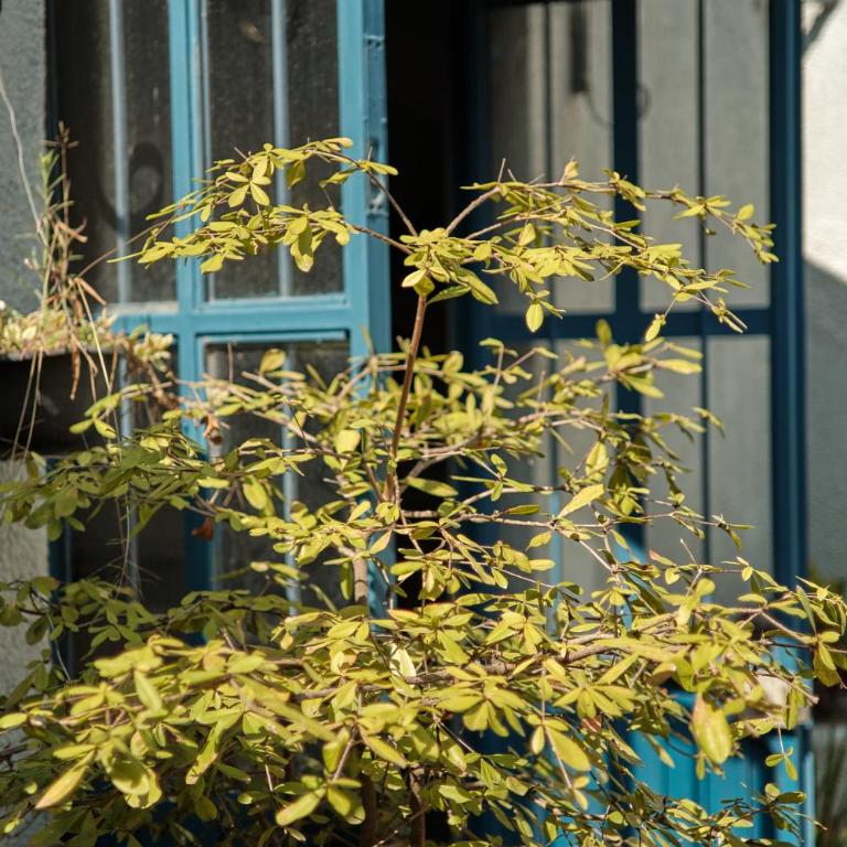 Casa Arrayán Downtown GDL - Casa Colonial con Patio - Casa de 7 dormitorios - 8