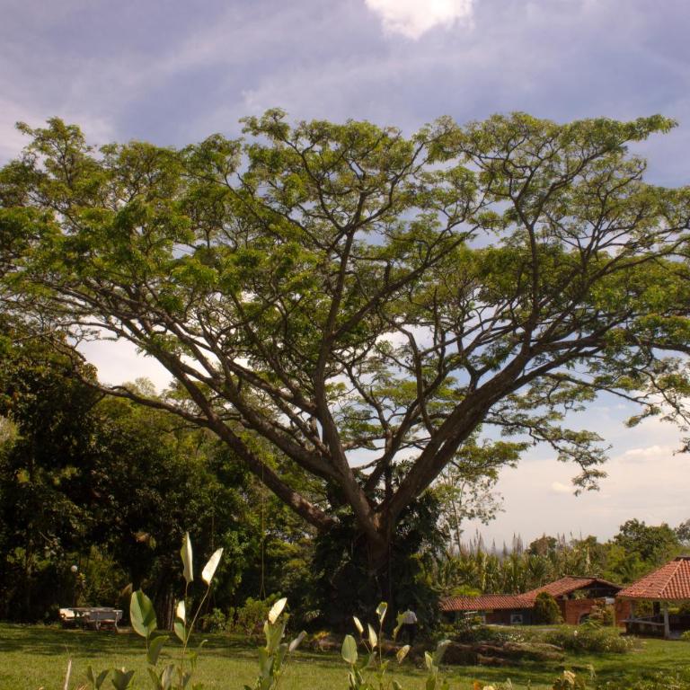 Alma Terra Campestre - Casa de 3 dormitorios - 18