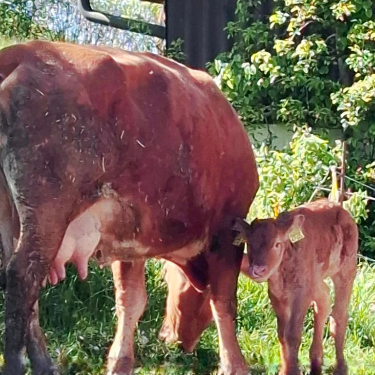 Cozy Cow Farm Lodge - Basic Dreibettzimmer - 19