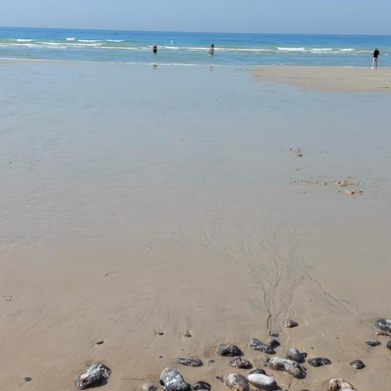 Dieppe plage à 2min à pied - Appartement 2 Chambres - 13