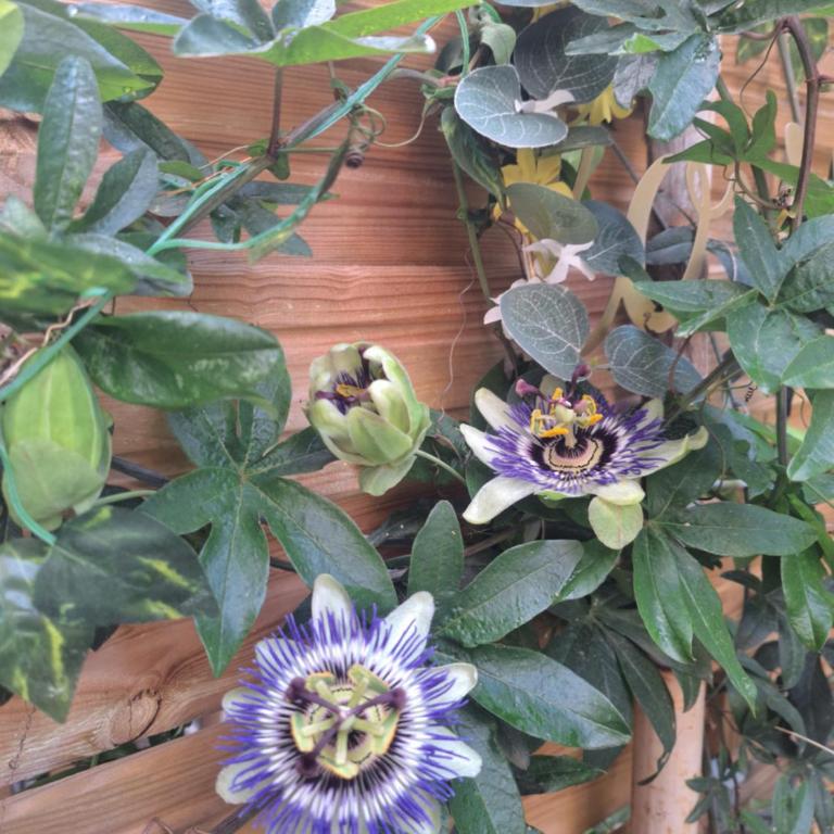 petit cocon - Appartamento con 1 Camera da Letto - 14