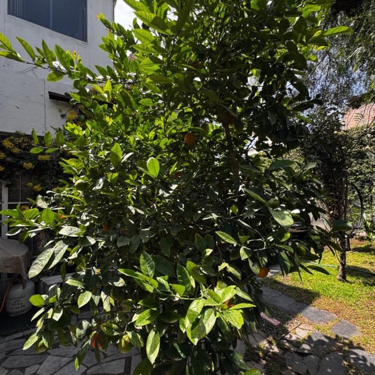 Departamento céntrico con jardín - One-Bedroom Apartment - 13