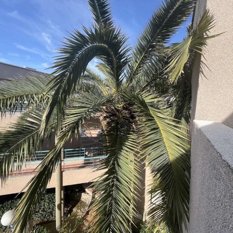 CA250-208 APPARTEMENT 2 PIÈCES 4 Personnes CAVALAIRE SUR MER - Appartamento con 1 Camera da Letto - 13