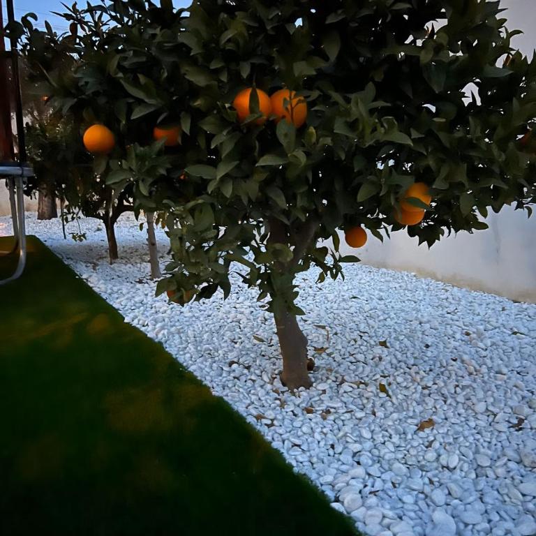 Calle Algarrobos Pool Villa - Casa de 4 dormitorios - 25