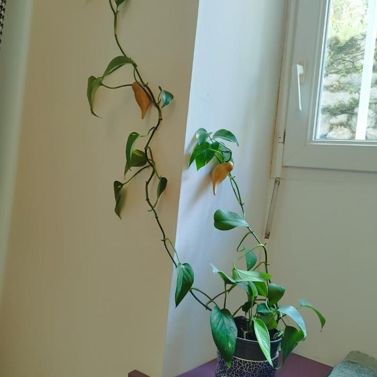 Par Saint Georges ! - Appartement Premier 1 Chambre - 4