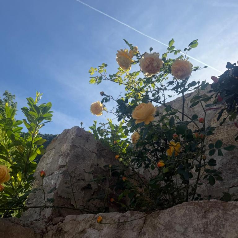 Apartman Kruna - Apartman sa 2 Spavaće Sobe - 3