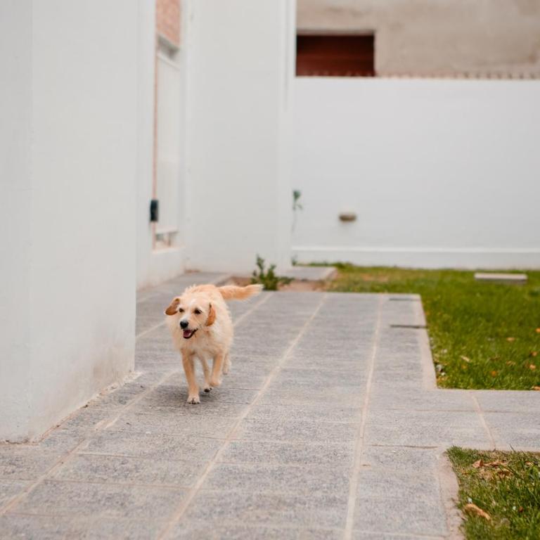 Temporario Sur, para 4 personas con jardín y escritorio, zona IUPA en Gral Roca - Apartamento de 1 dormitorio - 19