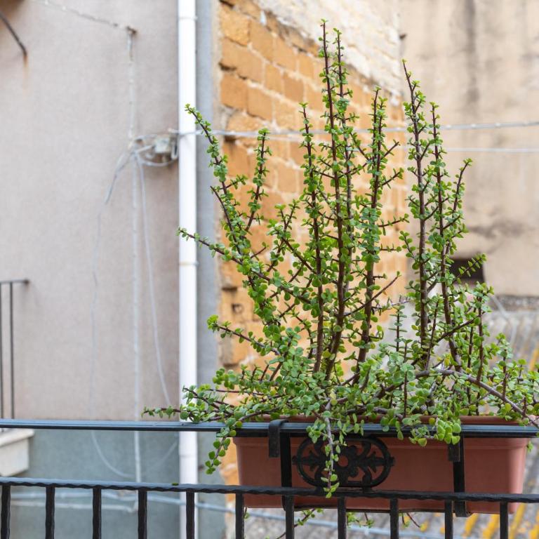 Bed and Breakfast San Domenico - Camera Quadrupla con Doccia - 3