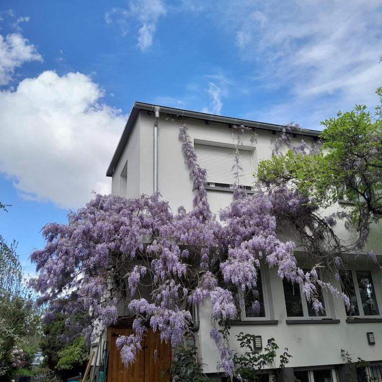La rose beautiful brand new apartment in souplex - Apartamento de 1 dormitorio - 21