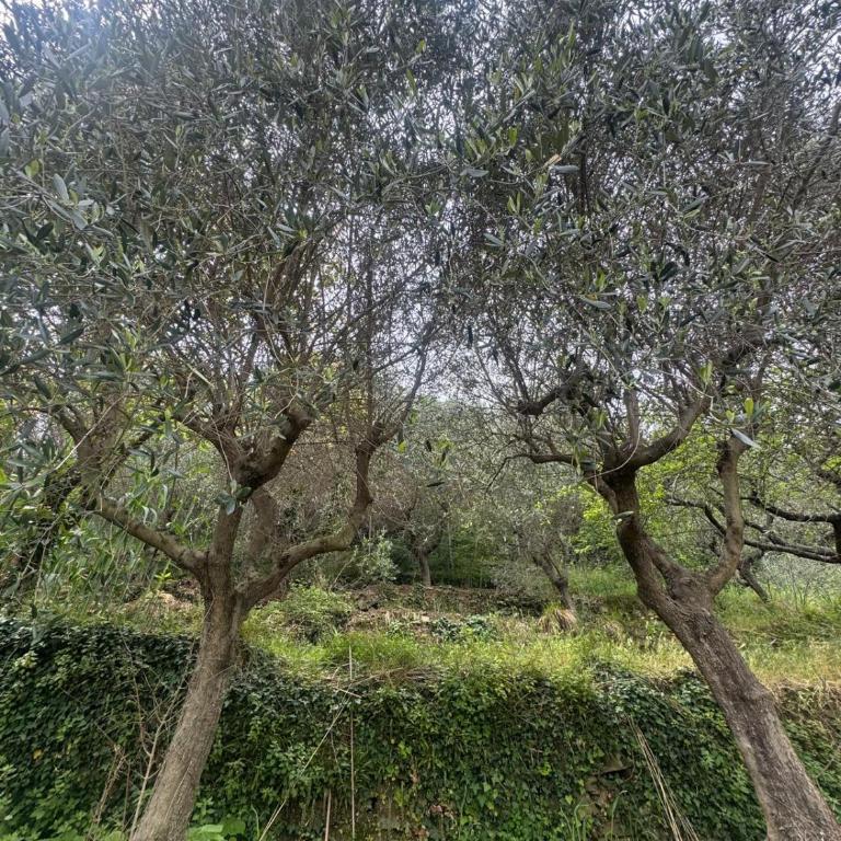 La casa tra gli ulivi - Casa con 1 Camera da Letto - 24