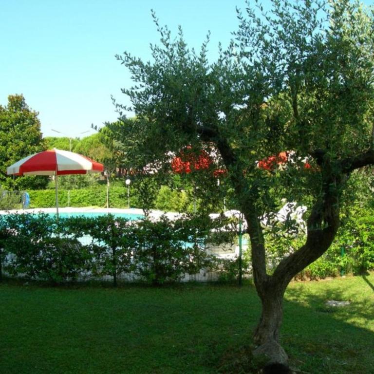 Lovely nest with shared pool and olive trees - Appartamento - 12
