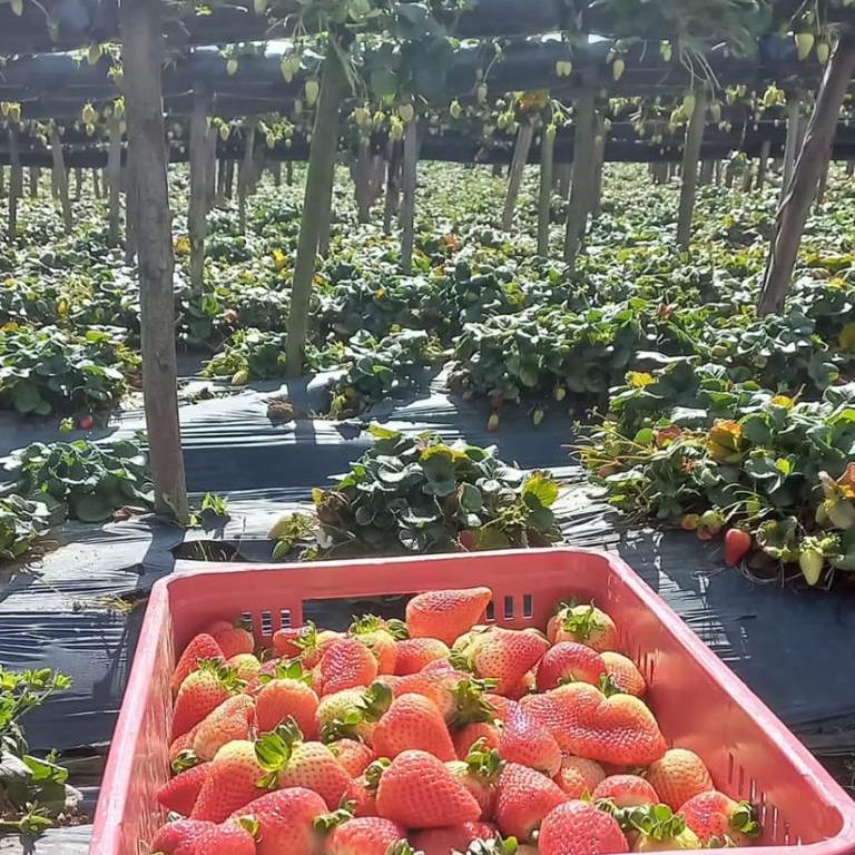 Fresas de Tota experiencias cerca al lago de TOTA - Bungalow con vistas al jardín - 4