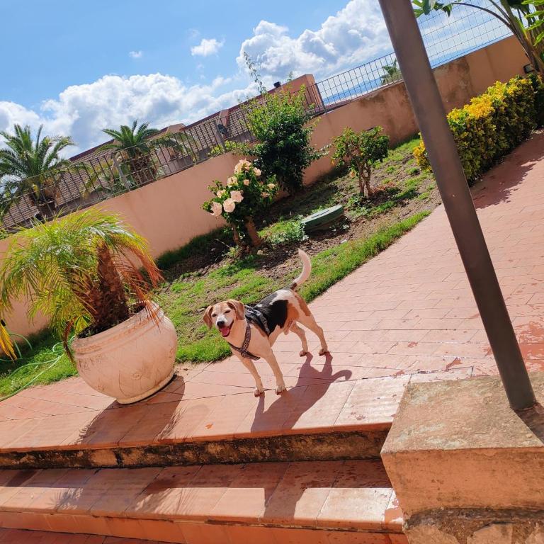 Aloha Village - Bed&Pet - Casa con 1 Camera da Letto - 13