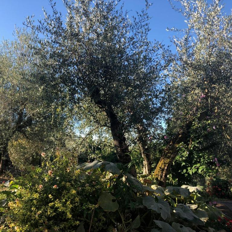 Casolare La Vigna - Two-Bedroom Deluxe Apartment with Garden View - 25