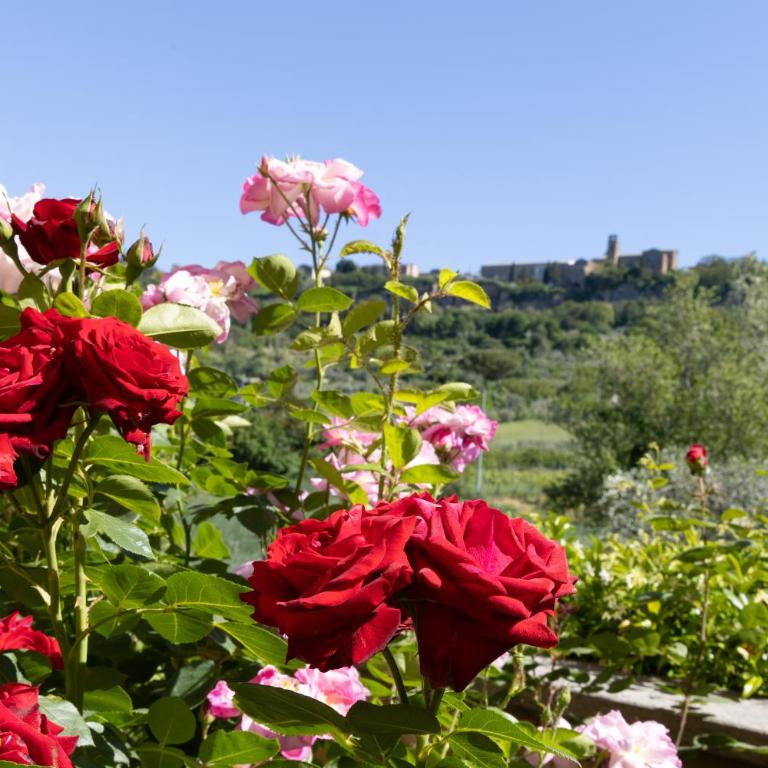 Casa Angolo delle Rose - Appartamento con Vista Giardino - 5