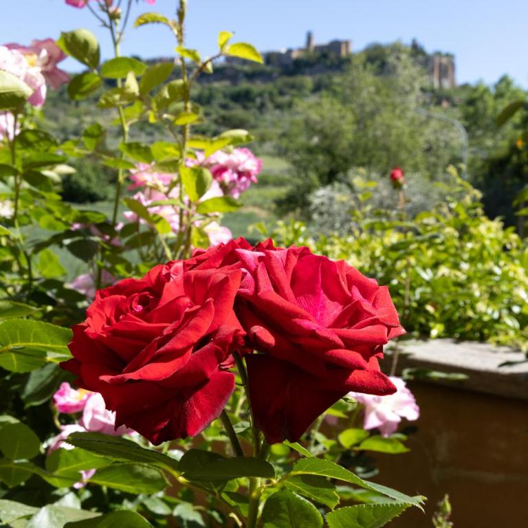 Casa Angolo delle Rose - Appartamento con Vista Giardino - 22