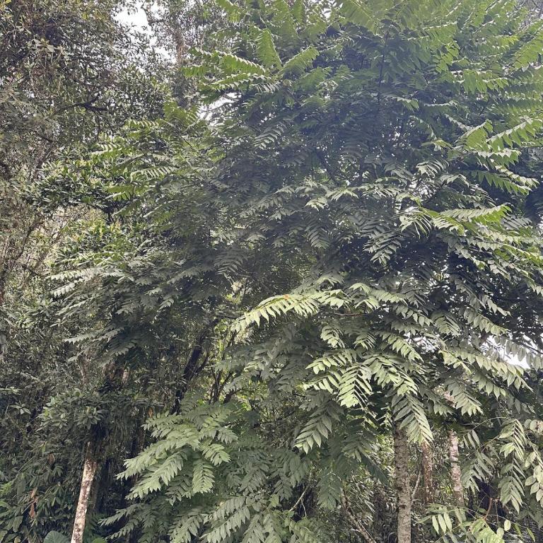 Maheva Birding - House in the Dapa Forest - Casa de 4 dormitorios - 13