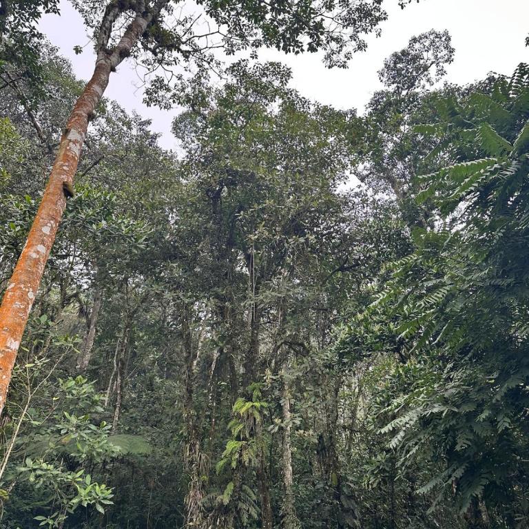 Maheva Birding - House in the Dapa Forest - Casa de 4 dormitorios - 39