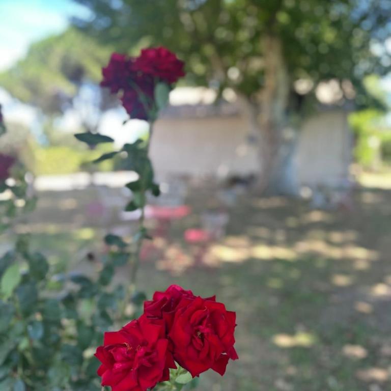 Gîte du Mas Séjour en Camargue proche Aigues-Mortes - Apartment - 32