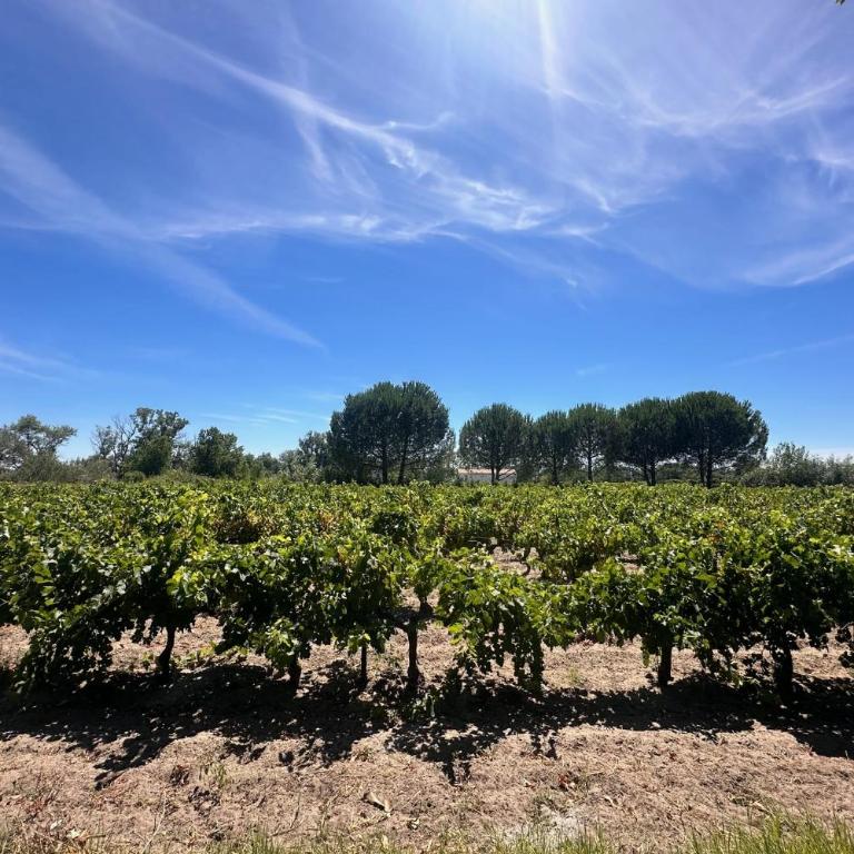 Gîte de la Cave Charme provençal avec jardin à Aigues-Mortes - Appartamento - 11