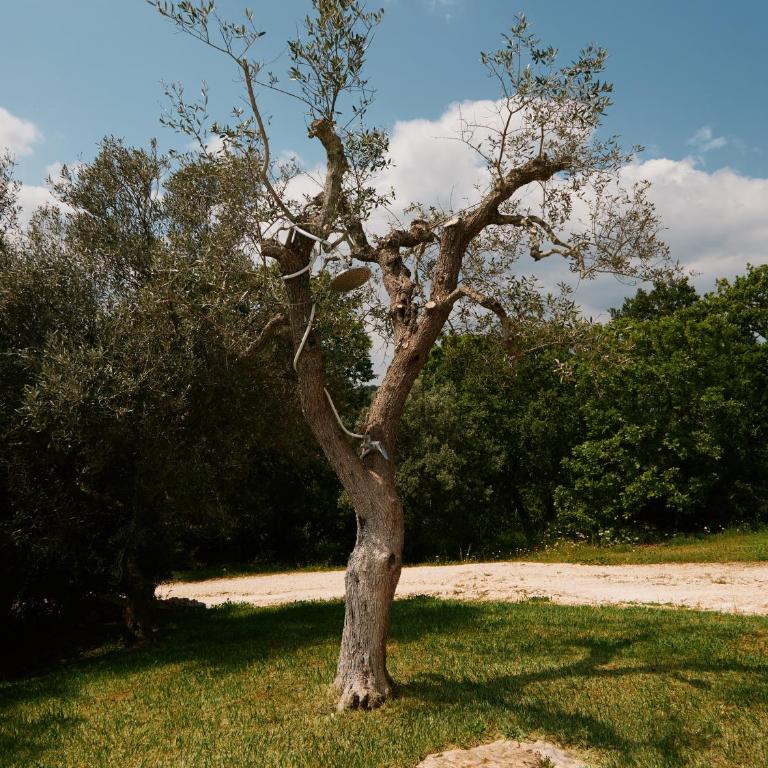 Villa Aurora - Ostuni - Villa - 6