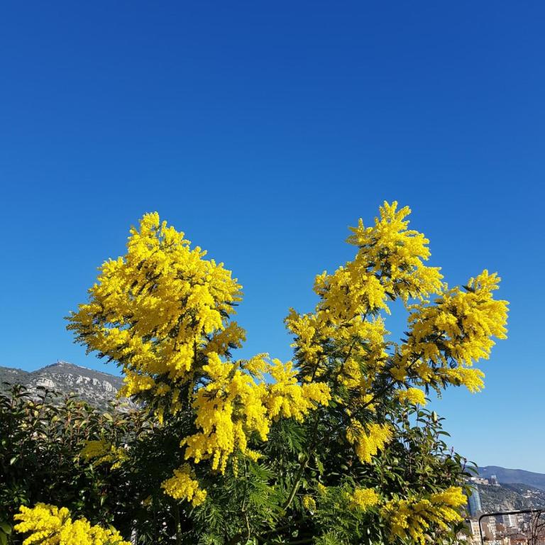 Beautiful apartment with jacuzzi 50 m from Monaco - Appartement 1 Chambre - 10