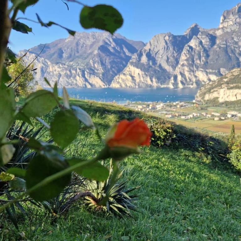 Airone-Garda lake panorama - Monolocale Standard - 24