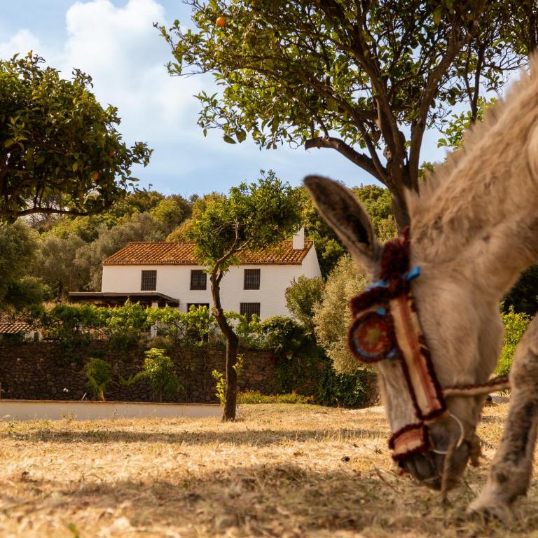 Finca Santa Teresa, Casa La Higuera - Chalet de 1 dormitorio - 21