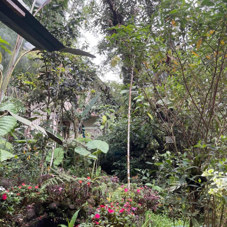 Casa del Rio en MINDO - Family Room with Garden View - 4
