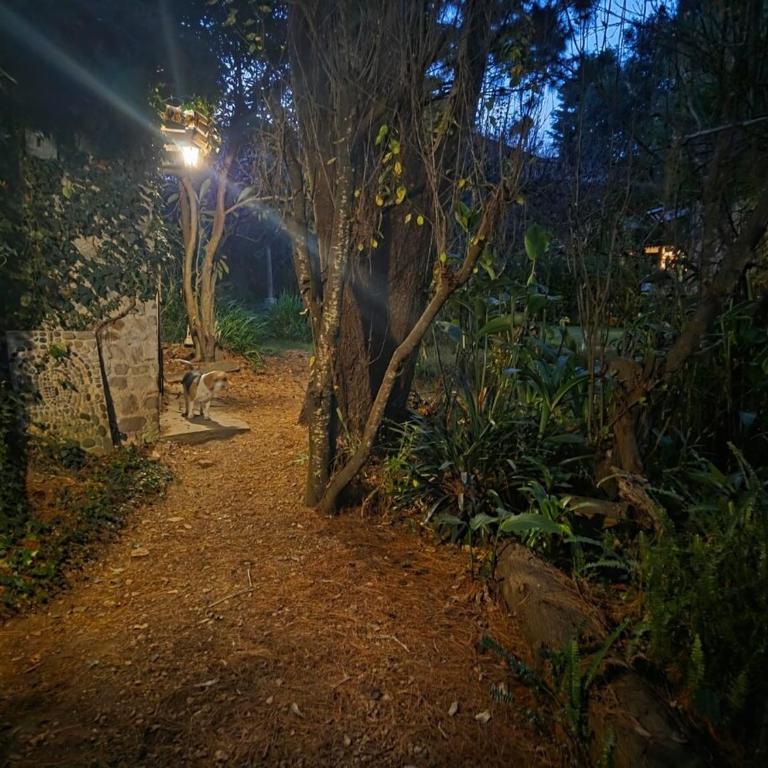 Secret Garden - One-Bedroom Apartment - 11