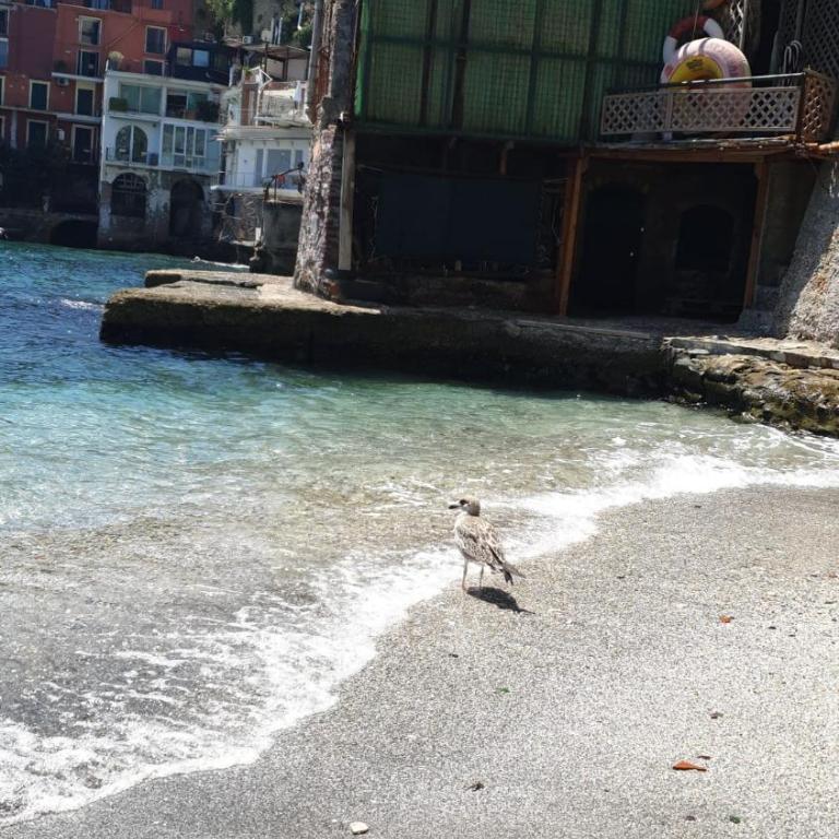 Coccole Marine - discesa a mare Posillipo - Apartment with Sea View - 43