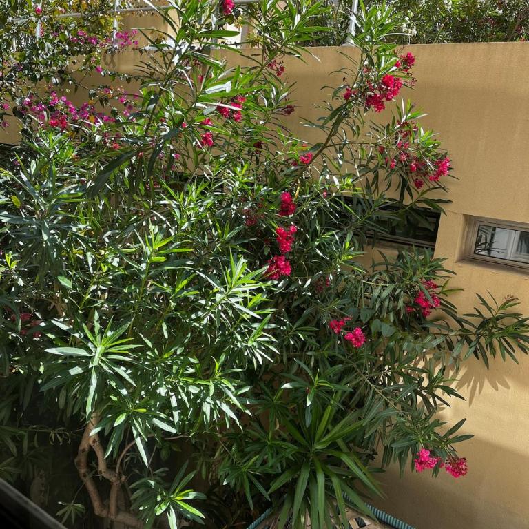 Appartement en bord de mer - Nice zone piétonne - Appartement 1 Chambre - 20