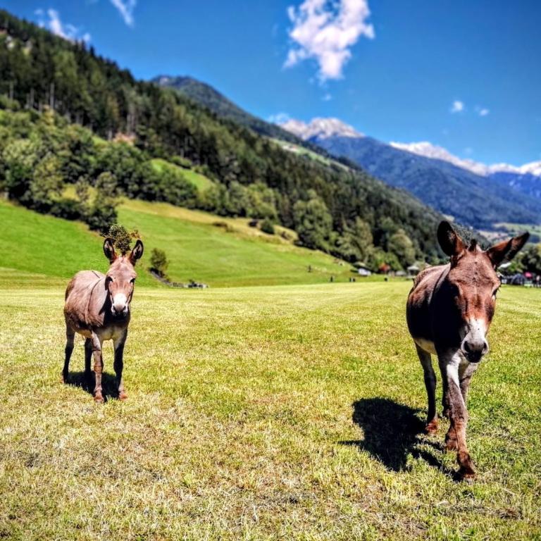 Grabmairhof Ahrntal - Two-Bedroom Deluxe Apartment with Garden View - 27
