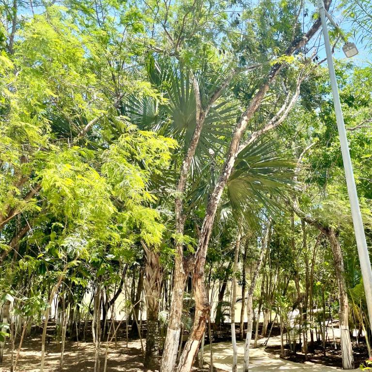 Bonito depto Playa del Carmen 2hab2bañ y varias amenidades - Apartamento de 1 dormitorio - 11