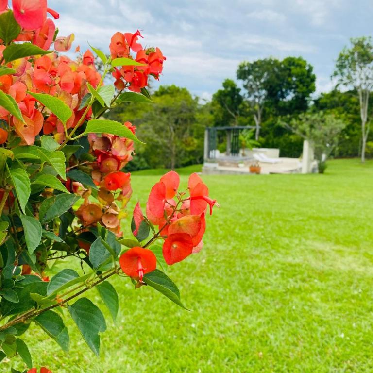 Refugio Botánico en Cerritos pereira Jacuzzi y naturaleza - Casa de 3 dormitorios - 6