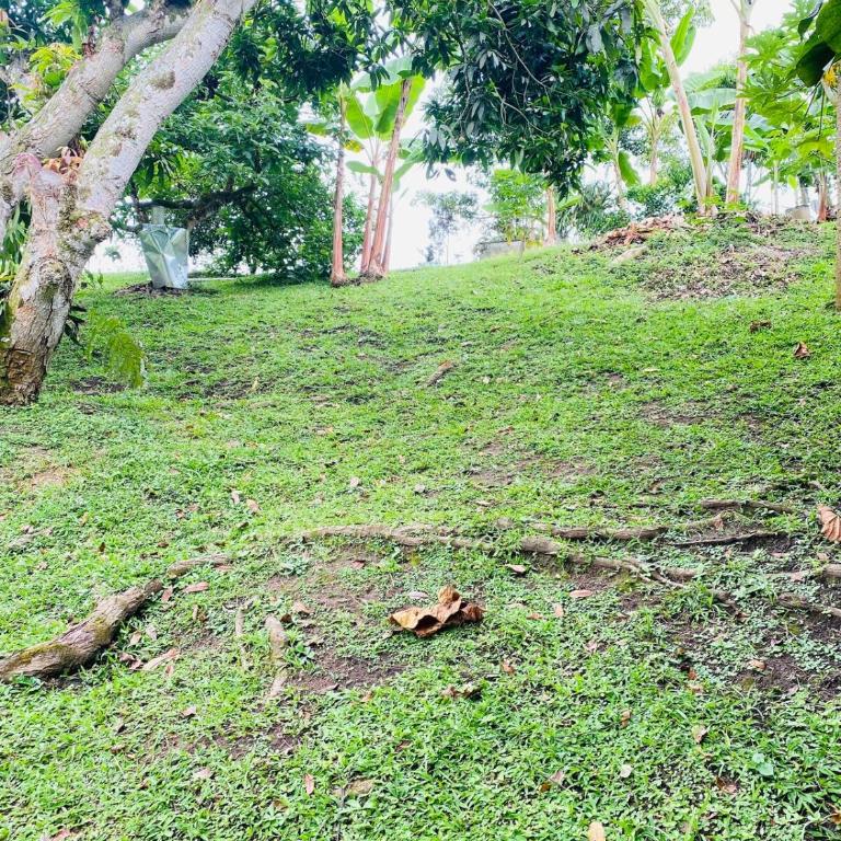 Refugio Botánico en Cerritos pereira Jacuzzi y naturaleza - Casa de 3 dormitorios - 13