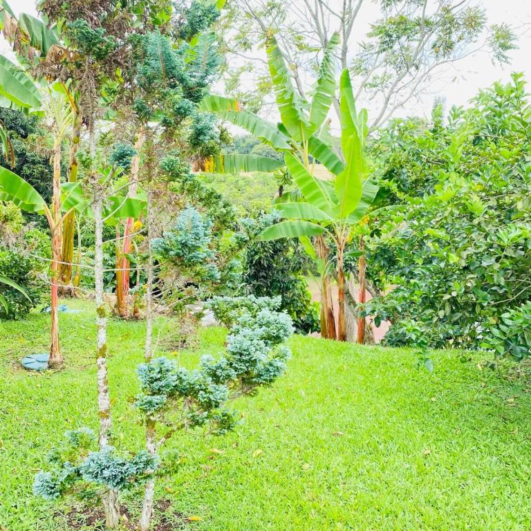 Refugio Botánico en Cerritos pereira Jacuzzi y naturaleza - Casa de 3 dormitorios - 22