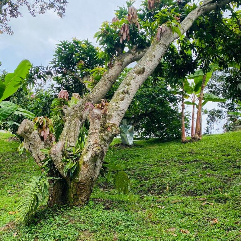 Refugio Botánico en Cerritos pereira Jacuzzi y naturaleza - Casa de 3 dormitorios - 25