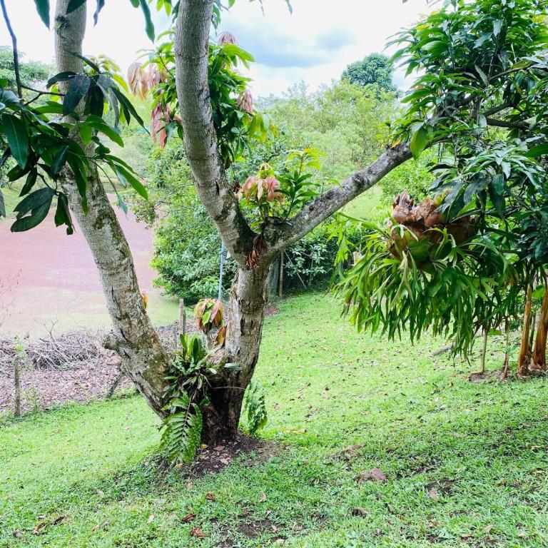 Refugio Botánico en Cerritos pereira Jacuzzi y naturaleza - Casa de 3 dormitorios - 32