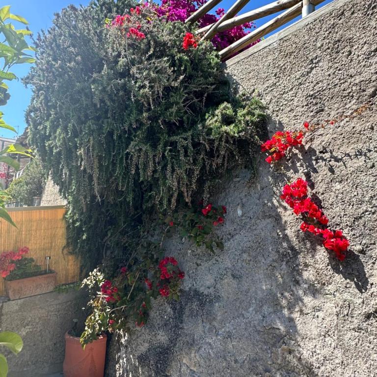 Capri Joy Apartments - Appartamento - 32