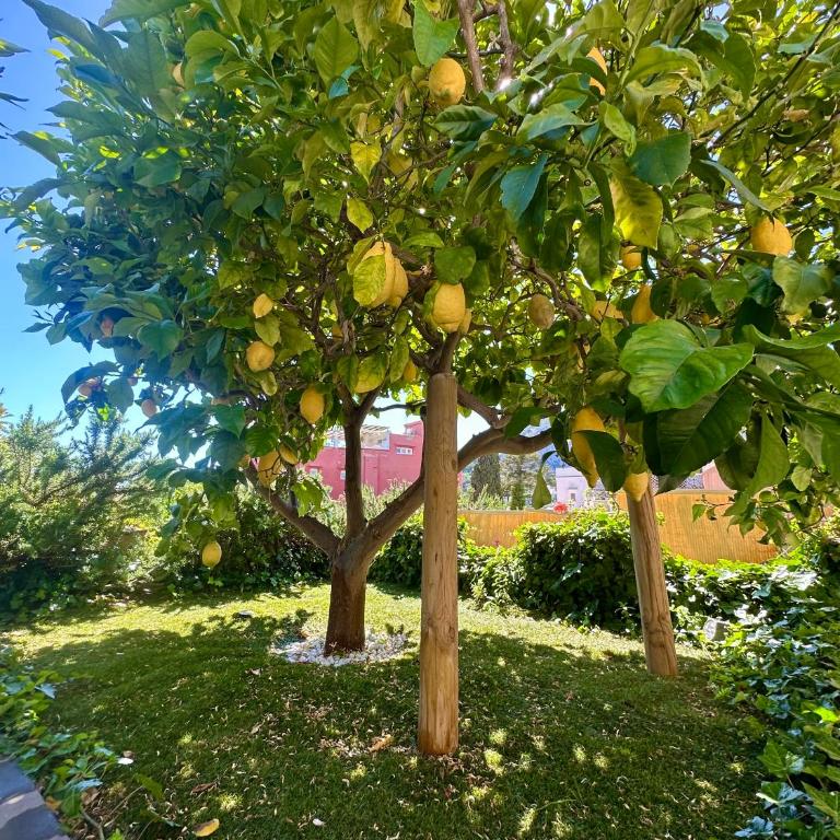 Capri Joy Apartments - Appartamento - 4